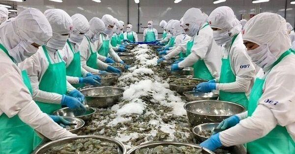 Xuất khẩu tôm sang Trung Quốc tăng gấp đôi trong 4 tháng