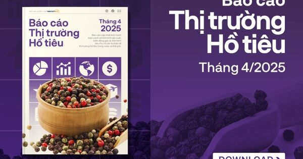 [Báo cáo] Thị trường hồ tiêu tháng 4/2025: Giá tiêu hạ nhiệt do lo ngại chính sách thuế quan của Mỹ