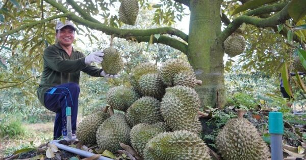 Trung Quốc sắp mở 'luồng xanh' cho nông sản Việt Nam