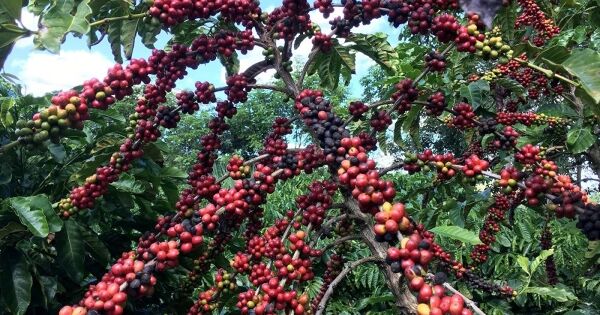 Sản lượng cà phê arabica của Brazil có thể giảm 13,5% trong 2025