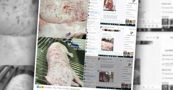 C.P. Việt Nam: Thông tin công ty trà trộn heo chết để bán ra thị trường là bịa đặt