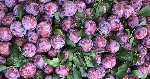 Vải u trứng, mận Pu Nhi 'cháy hàng' dịp Tết Đoan Ngọ