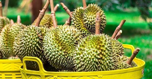 Xuất khẩu sầu riêng quý I giảm hơn một nửa so với cùng kỳ năm ngoái