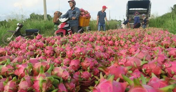 Thủ tướng yêu cầu không để ùn tắc nông sản tại cửa khẩu