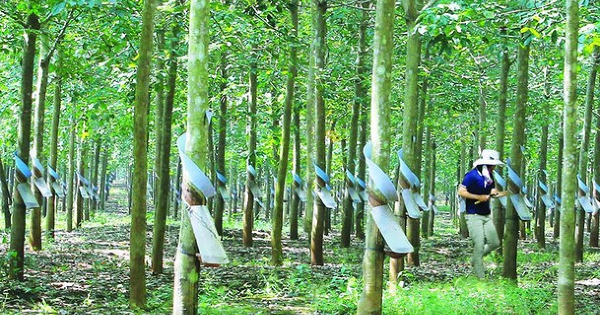 Cao su Đồng Phú tính giảm lợi nhuận và cổ tức