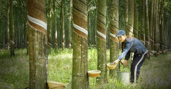 Cao su Phước Hòa giảm mạnh cổ tức