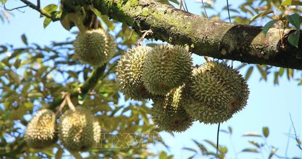 Quản lý chất lượng sầu riêng để giữ thị trường xuất khẩu