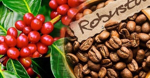 EU và Mỹ tăng mua mạnh, xuất khẩu cà phê Việt Nam lập kỷ lục mới