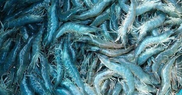 Giá tôm tăng cao nhất trong vòng 1 năm