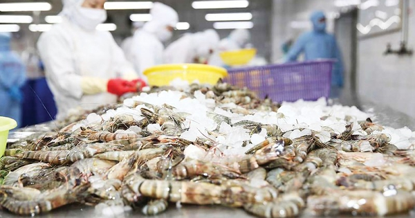 Hai gọng kìm thuế quan bóp chặt triển vọng xuất khẩu tôm cuối năm