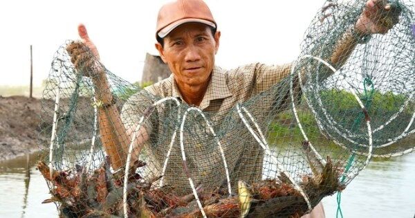 Kiếm tiền tỷ từ nuôi tôm, cua thuần tự nhiên