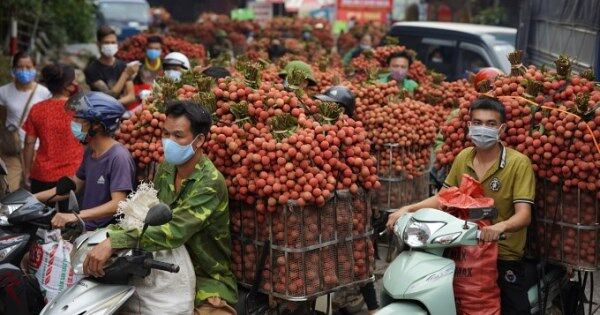 Nhiều nông sản lao dốc, nông dân bị giảm lợi nhuận