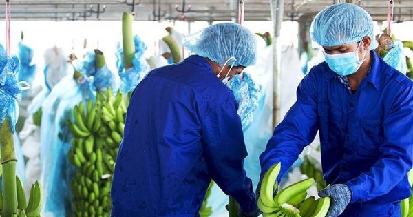 HAGL muốn hoán đổi 2.520 tỷ đồng trái phiếu bằng 210 triệu cổ phiếu, chủ nợ có thể sở hữu gần 19% vốn