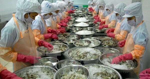 Tôm Việt đón sóng chính sách mới của Trung Quốc