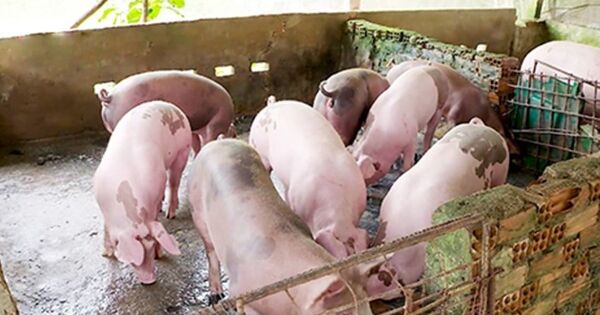 Vụ 'tố' thịt lợn C.P bị bệnh: Hậu Giang thông tin xác minh về cơ sở giết mổ