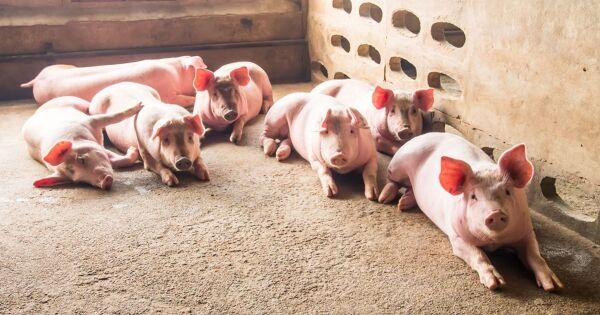 Cơ sở sản xuất có heo tiêu huỷ do dịch bệnh được hỗ trợ 40.000 đồng/kg hơi