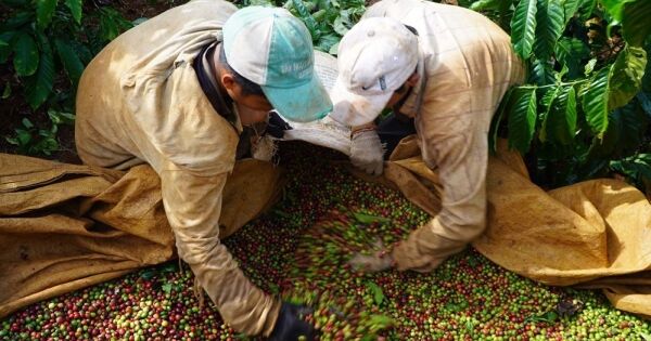 Giá cà phê lao dốc về dưới 90.000 đồng một kg