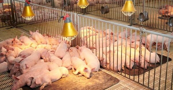 Dabaco sẽ phát hành hơn 50 triệu cổ phiếu trong quý III
