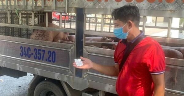 Dịch tả lợn châu Phi lan rộng 20 tỉnh thành