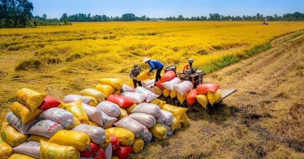 Vượt Thái Lan, Việt Nam trở thành nước xuất khẩu gạo lớn thứ hai thế giới