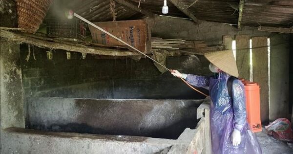 Ngăn nguy cơ lây lan dịch tả lợn châu Phi diện rộng