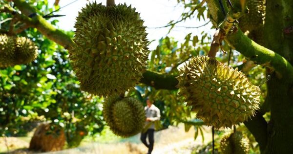Xuất khẩu sầu riêng tiếp tục giảm