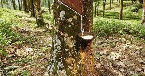 Giá cao su Việt Nam xuất khẩu sang Trung Quốc tăng mạnh nhất trong các nguồn cung lớn