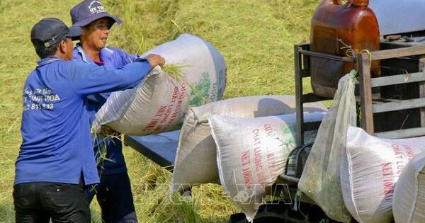 Nhu cầu yếu khiến giá gạo xuất khẩu giảm