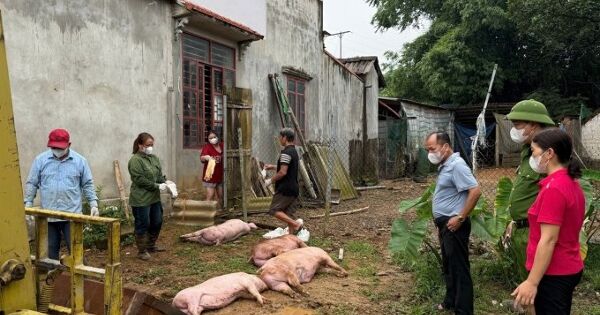 Chủng virus tả lợn châu Phi nguy hiểm phát triển mạnh