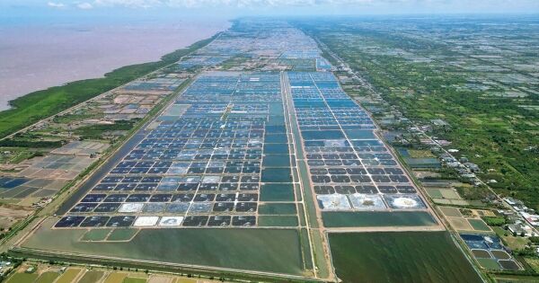Mảng tôm và cá tra thắng lớn, PAN Group lãi kỷ lục nửa đầu năm