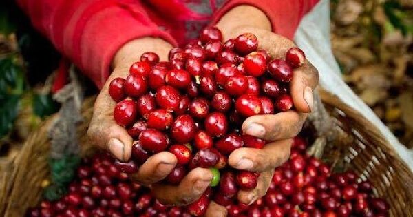 Giá cà phê chạm đáy 7 tháng