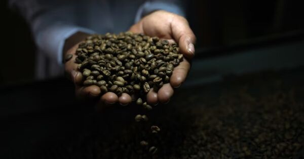 Cà phê, cacao có thể được miễn thuế khi xuất khẩu sang Mỹ?