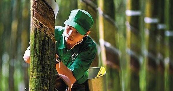 Cao su được giá, lãi ròng bán niên của Tập đoàn Cao su (GVR) gấp đôi cùng kỳ