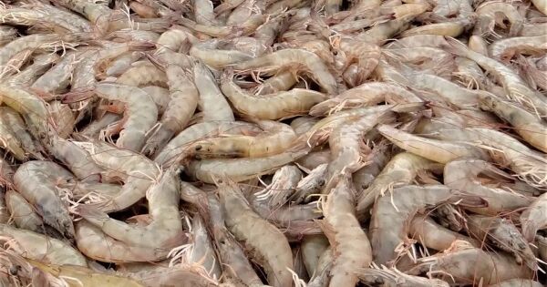 VASEP: Mỹ áp thuế 25% đối với hàng nhập khẩu từ Ấn Độ, tôm chịu tác động nặng nề