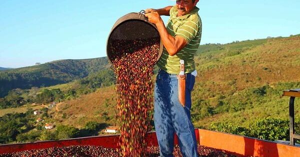 Người mua cà phê Mỹ đề nghị hoãn nhập khẩu từ Brazil?