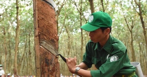 GVR sắp nhận hơn 200 tỷ đồng cổ tức từ Cao su Phước Hòa và Đồng Phú