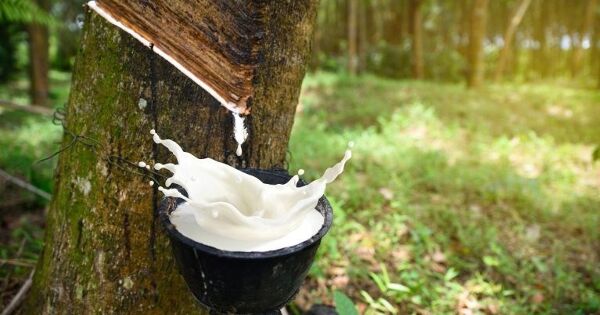 Giá cao su xuất khẩu của Việt Nam chạm đáy một năm, Trung Quốc đẩy mạnh mua vào
