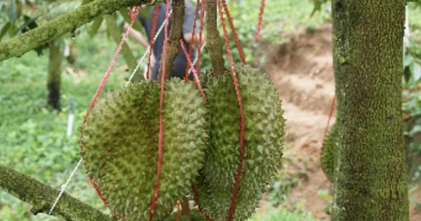 Sầu riêng Việt chịu cạnh tranh ra sao khi Trung Quốc trồng thành công?