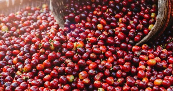 Giá cà phê có thể tăng trở lại nếu Brazil chuyển hướng xuất khẩu sang Trung Quốc?