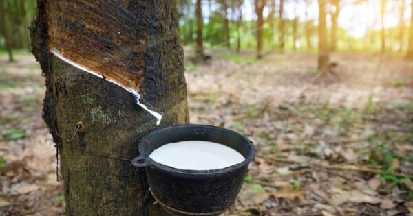 Xuất khẩu cao su tăng mạnh, nhiều công ty báo lãi tăng bằng lần