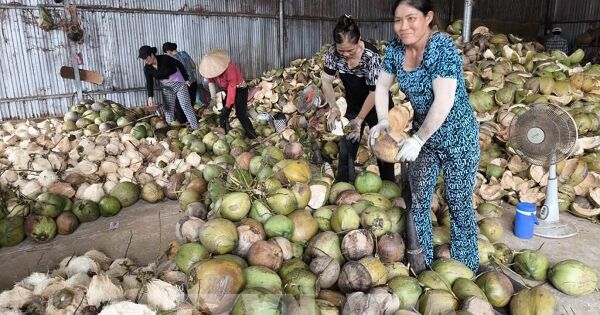 Dừa Vĩnh Long vươn mình vào chuỗi giá trị toàn cầu