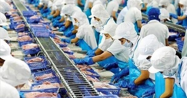 Cá tra Việt Nam tăng trưởng 11% sau 7 tháng, lo ngại thuế Mỹ phủ bóng cuối năm
