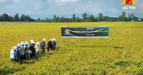 Lộc Trời đã cắt giảm hơn 1.000 nhân sự, tiết lộ có nhà đầu tư muốn tham gia tái cấu trúc