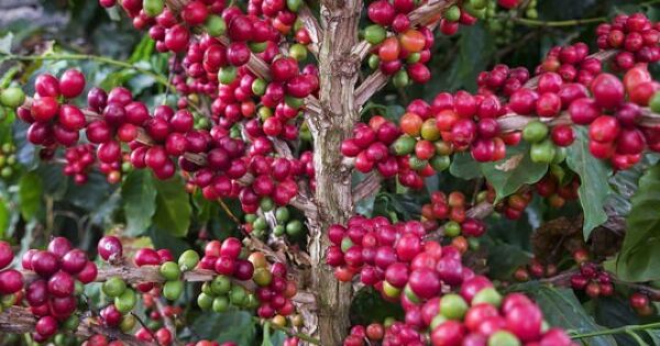 Giá cà phê tiếp tục đà giảm