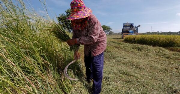 Gạo Thái Lan xoay xở tìm kiếm hợp đồng ở các thị trường nhu cầu cao