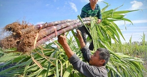 VDSC: QNS hưởng lợi khi cơn gió ngược ngành đường khắc phục
