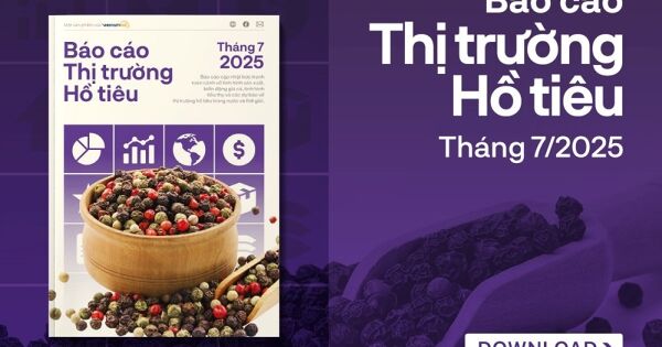 [Báo cáo] Thị trường hồ tiêu tháng 7/2025: Giá tiêu tăng mạnh trở lại, thị trường khởi sắc