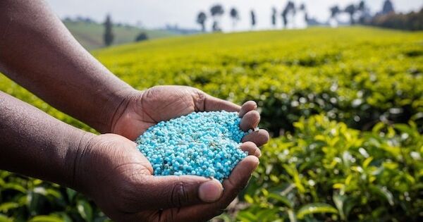 Thuế quan khiến giá phân bón Mỹ tăng vọt