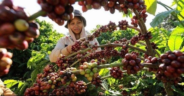 Cà phê Việt trước thách thức từ quy định chống mất rừng của EU
