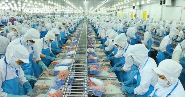 Vĩnh Hoàn lãi gấp rưỡi, lợi nhuận chưa phân phối gấp 3 lần vốn điều lệ